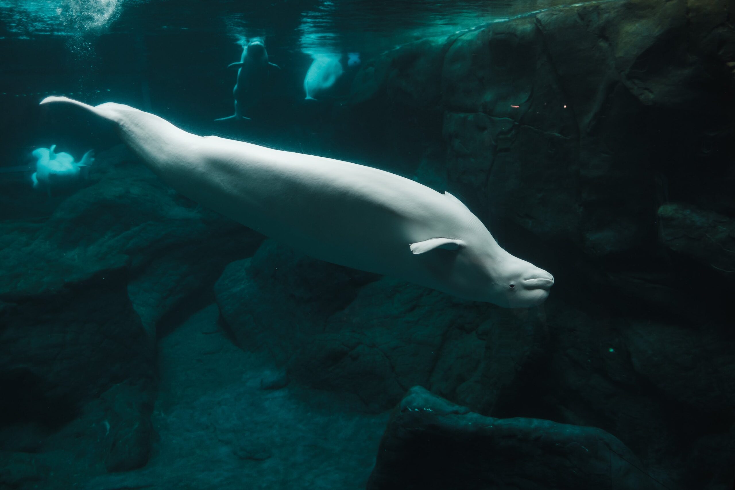 Descubre los misterios de la beluga